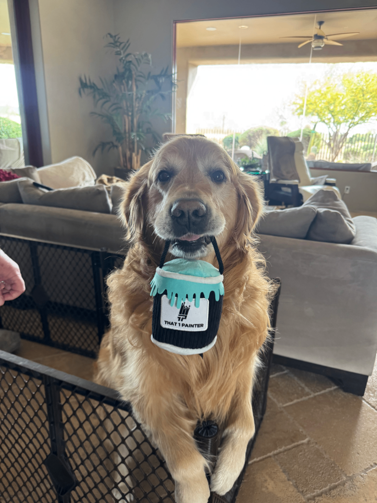Golden retriever holding a That 1 Painter paint bucket plush toy