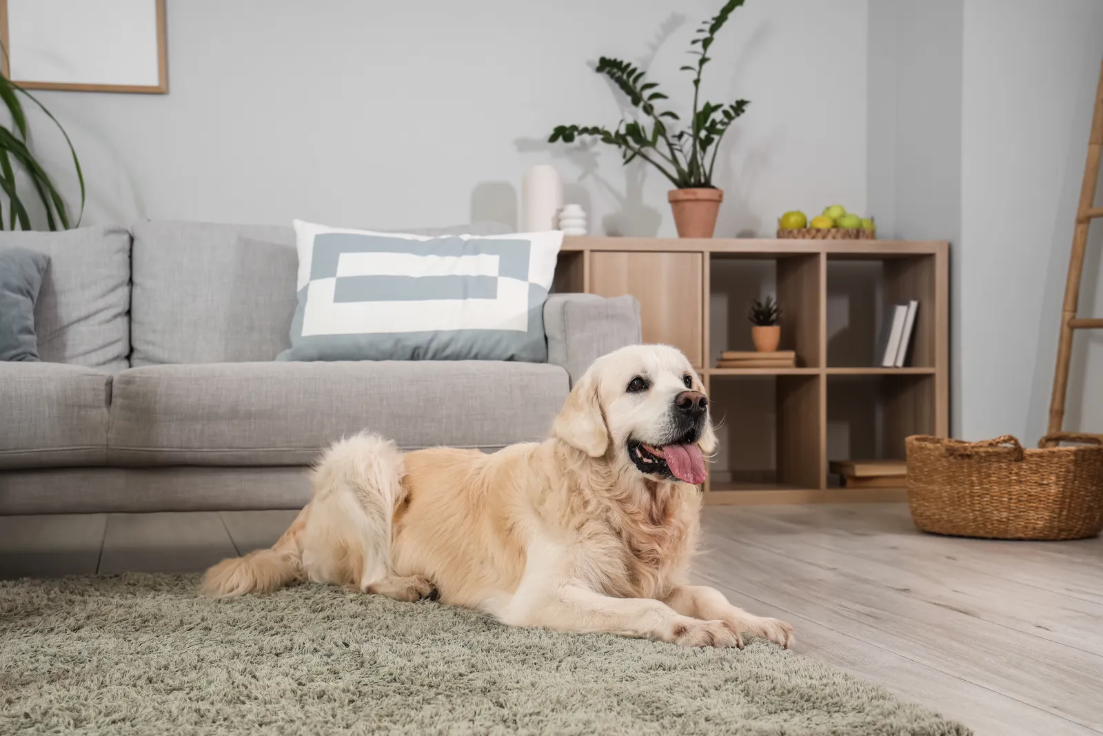 How Do You Get Pet Odor Out of Walls?