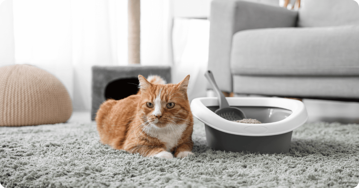 odor removal by that 1 painter-cat that left odor got removed by experts from that 1 painter